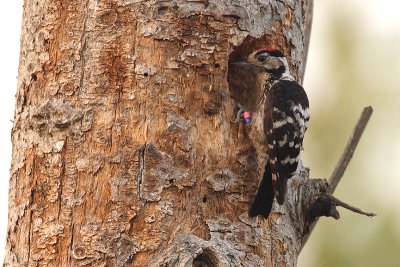 Picoides minor Lesser Spotted Woodpecker.jpg