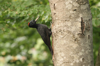 black woodpecker dryocopus martius 18.jpg