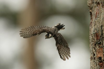 in flight