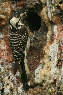 adult male with prey