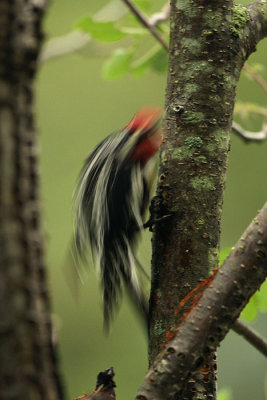 male climbing