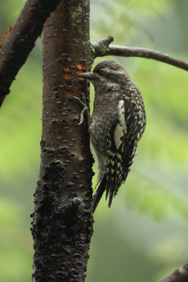 juvenile at sap well