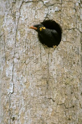 Hill Myna (Gracula religiosa)