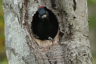 Black woodpecker Dryocopus martius 21.jpg