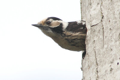 Lesser Spotted Woodpecker Picoides minor