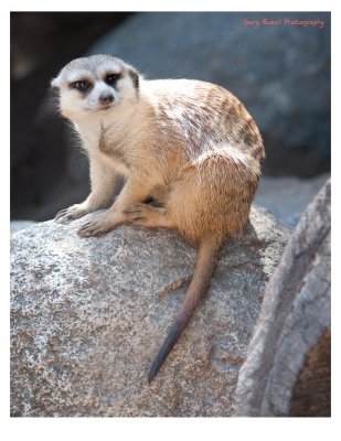 San Diego Zoo
