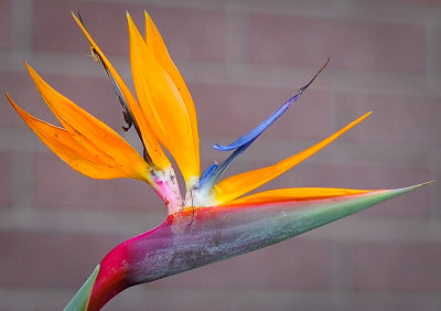 bird of paradise at Manhattan Beach