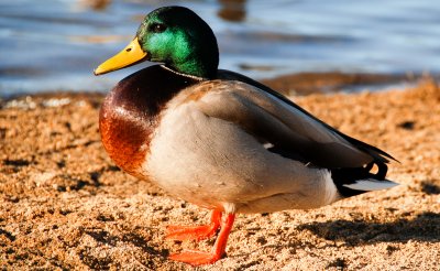 ducks have colors