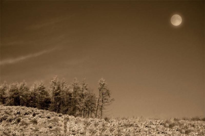 Chopwell Woods 02 *