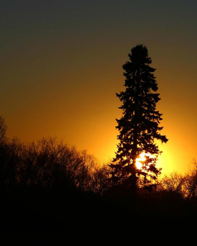 Morning Glow  *
