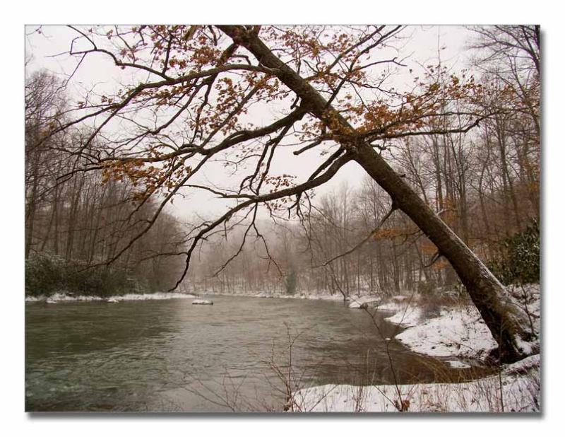 Leaning River tree*