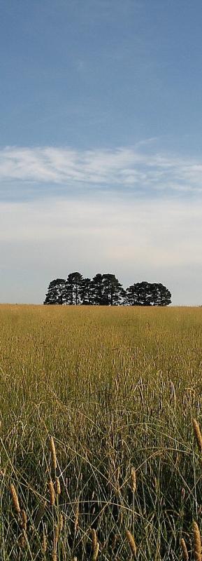Copse