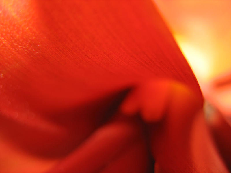 Orchid*