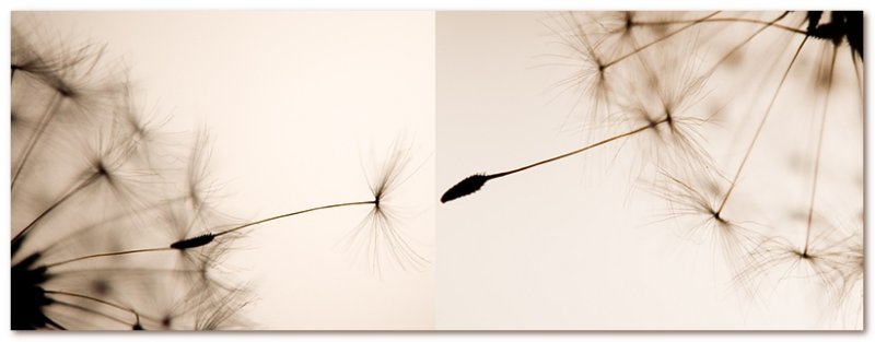 <b>2nd: </b>The creation of Dandilion by Cat