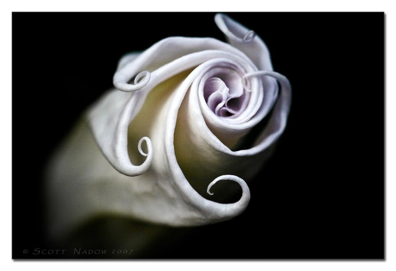 Blooming