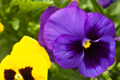 Pretty Purple Pansy v.2