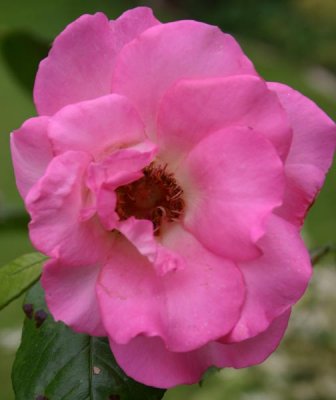 A rose called Cliff Richard