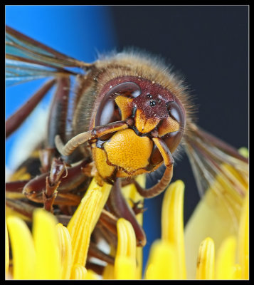 Evil Smile of The Yellow Jacket