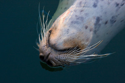 harbor seal