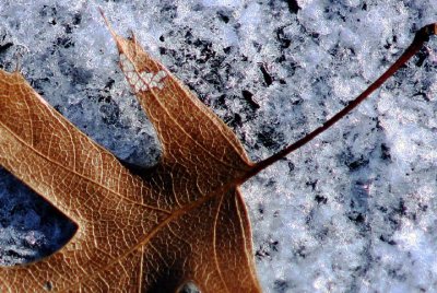 Leaf on Snow on Asphalt