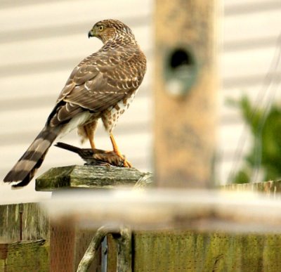 Trouble at the Feeder*