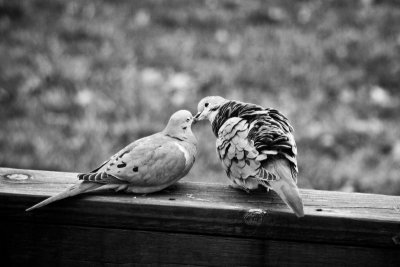 Love Birds 2 *