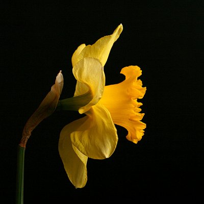 2nd Place - Daffodil - by CJ in CA