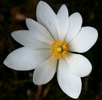 Bloodroot Flower