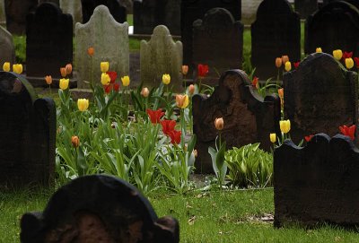 5th- Tulips Among the Headstones by tvsometime