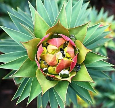 Euphorbia*