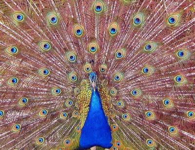 * peacock*by david cohen