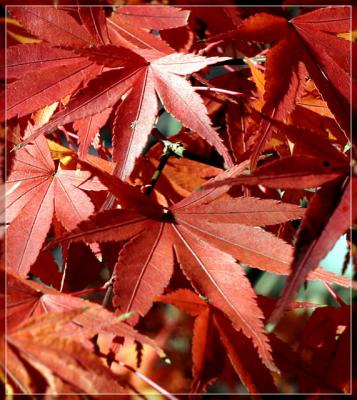 Maple Leaves *