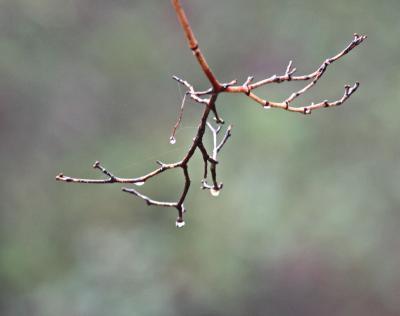 Branch and Raindrops *