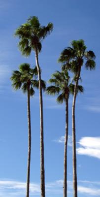Florida Palms *