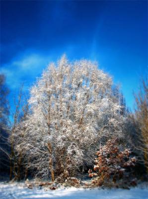 Chopwell Woods 03 *