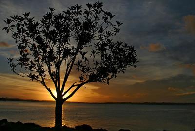 4th   Wello Tree * by Rod