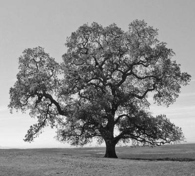 Solitary Oak