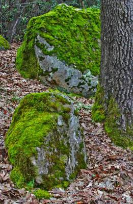 Tree, Rocks and Moss *