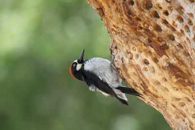 Acorn Woodpecker *