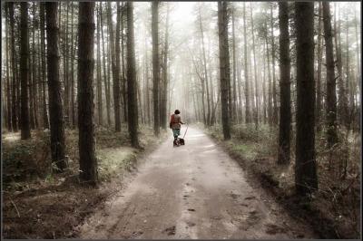 2nd   A Walk in the Woods by Julian Hebbrecht