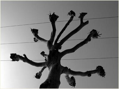 Wire tree * or whomping willow ?