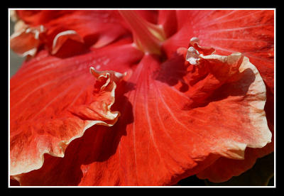 Hibiscus (rosa-sinensis)*