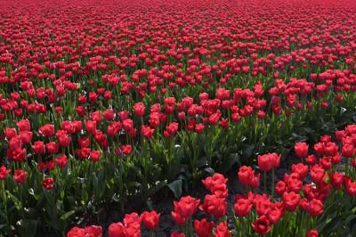 Backlit Tulips *