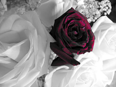 A rose by any other name...*