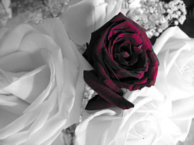 g3/58/12158/3/56786855.IMG_2395edited.jpg