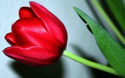 Red Tulip*