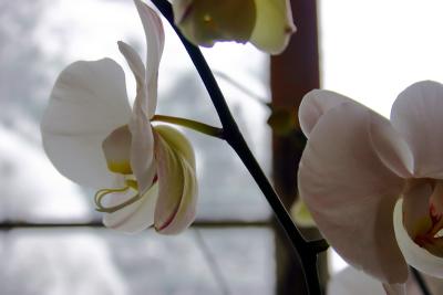 Orchid In Need of Sunlight