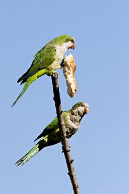 Parrots Having Lunch *