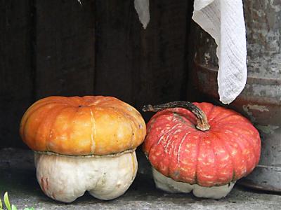 Mr & Mrs Pumpkin*