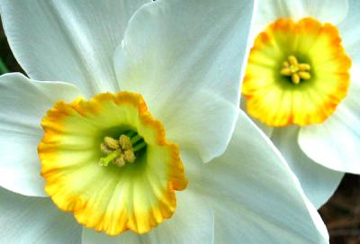 Daffodils *
